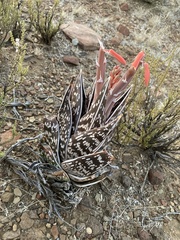 Gonialoe variegata