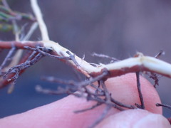 Lachnaea axillaris
