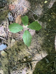 Quercus muehlenbergii