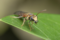 Lipotriches ceratina