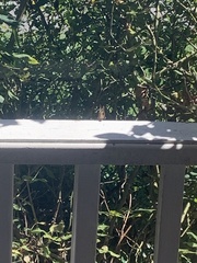 Polygonia interrogationis