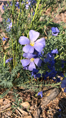 Linum lewisii