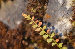 Asplenium viride