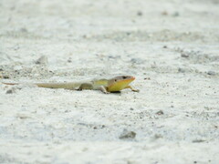 Eutropis multifasciata