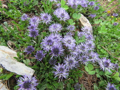 Globularia cordifolia