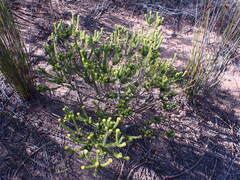 Diosma echinulata