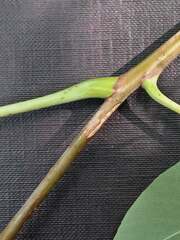 Phellodendron amurense