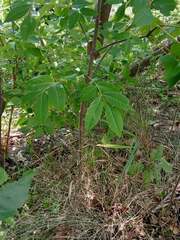 Phellodendron amurense