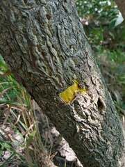 Phellodendron amurense