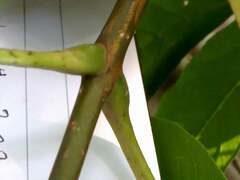 Phellodendron amurense