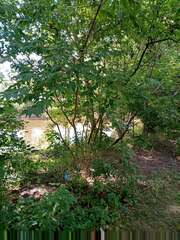 Phellodendron amurense