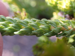 Diosma echinulata