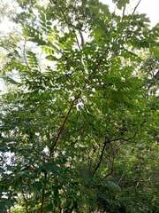 Phellodendron amurense