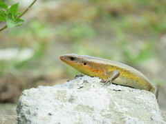 Eutropis multifasciata