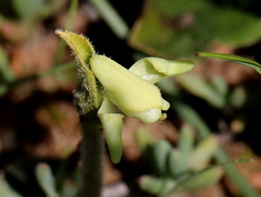 Disperis villosa