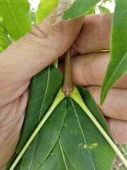 Phellodendron amurense