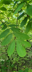 Carya illinoinensis