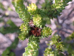 Diosma echinulata