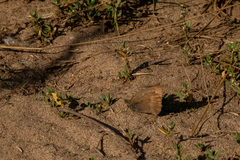 Hyponephele lycaon