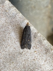 Dichomeris juncidella