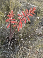 Gonialoe variegata