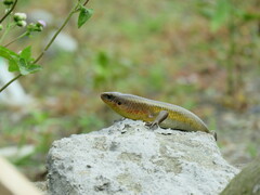 Eutropis multifasciata