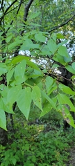 Celtis laevigata