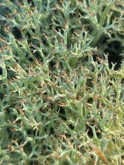 Cladonia uncialis