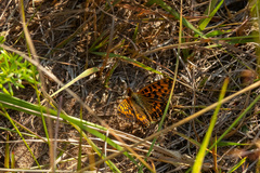 Boloria dia