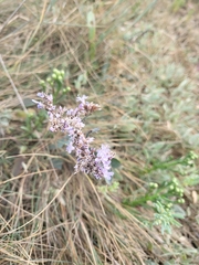 Limonium vulgare
