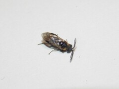 Schizocerella pilicornis
