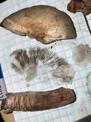 Agaricaceae