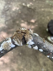 Melanelixia subaurifera