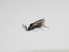 Schizocerella pilicornis