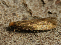 Tinea pellionella