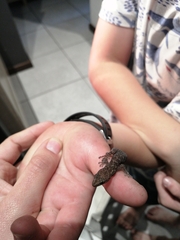 Afrogecko porphyreus