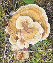 Hydnellum aurantiacum