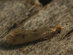 Tinea pellionella