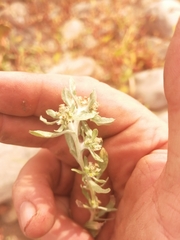 Gnaphalium uliginosum