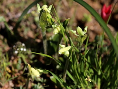 Disperis villosa