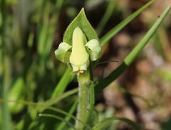 Disperis villosa