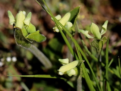 Disperis villosa
