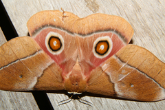 Gonimbrasia belina