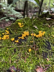 Dacrymyces