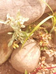 Gnaphalium uliginosum