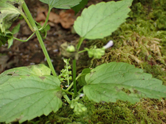 Scutellaria lateriflora