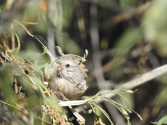 Carpodacus sibiricus