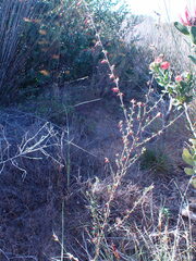 Hermannia joubertiana