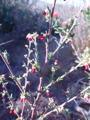 Hermannia joubertiana