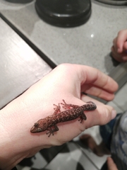 Afrogecko porphyreus